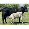 Image 3 : Blue Moon Cattle Co. - 17 Black/BBF Angus X Pairs (Irricana, AB)