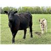 Image 6 : Blue Moon Cattle Co. - 17 Black/BBF Angus X Pairs (Irricana, AB)