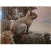 Image 27 : Robert Bateman Grey Squirrel  and Books A