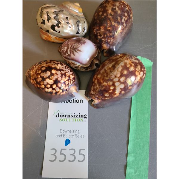 Polished Sea Shell A