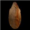 Image 2 : EARLY OCEANIC ARTS #433 "NEW GUINEA MASK" PAINTED.