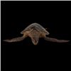 Image 8 : RARE ANTIQUE FULL BODY STUFFED SEA TURTLE.