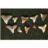 Image 2 : 10 SHARKS TEETH "CARCHARIAS" FROM THE MIOCENE