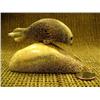 Image 1 : 4" Old whale bone seal by Robert Rafael (2)