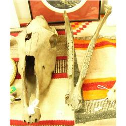 12,000 year old horse skull - upper and lower skull with K-9 teeth min. bid 850.00 (3)