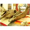 Image 3 : 12,000 year old horse skull - upper and lower skull with K-9 teeth min. bid 850.00 (3)