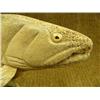 Image 4 : 14" whale bone salmon with inset fossilized ivory eyes - fabulous quality (25)