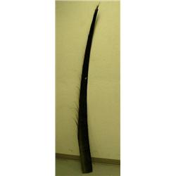 CHOICE on 4 cleaned and polished baleen 86" long (2)