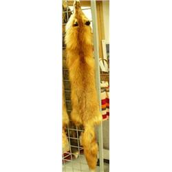 CHOICE on 5 tanned foxes - red fox (2)