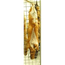 CHOICE on 5 tanned foxes - red fox (2)