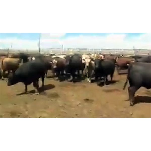 M&P de Wilde Farms Ltd. - 90 Crossbred Heifers (Monarch, AB)