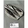 Image 1 : 6" Orthoceras Fossil Specimen MSRP $780.00