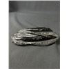 Image 2 : 6" Orthoceras Fossil Specimen MSRP $780.00