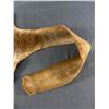 Image 3 : Cougar Pelt 37" W x 68" L (w ith 28" Tail)