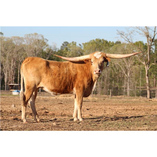 Scratch- HL Steel Magnolia