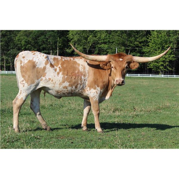 LBR TUFF SOUTHERN LADY