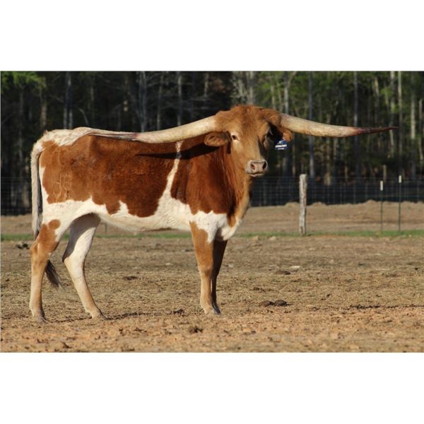 SCRATCHED - Justified Fancy