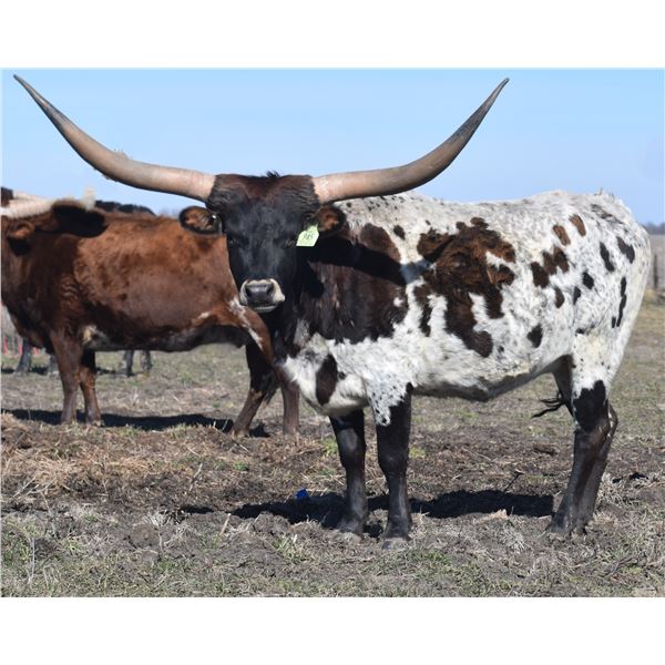 GLR TUFF N CATCHIT GAL