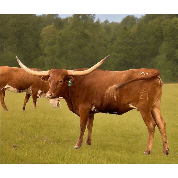 Scratch - M7 Casino Dancin