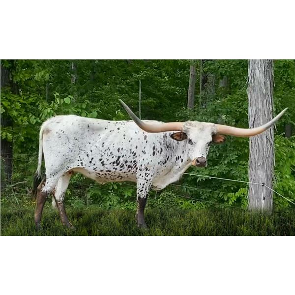 Sunhaven Tuff Fiesta