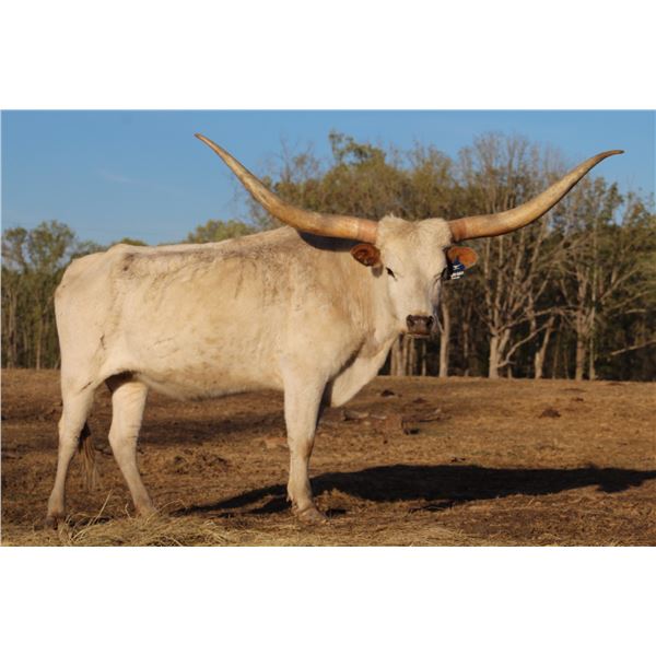 Scratch - TCC Dimples Galore