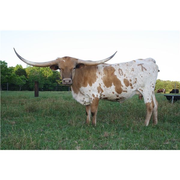 Riverforks Browneyed Girl