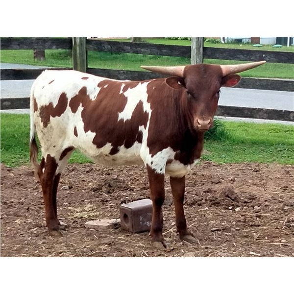 Sunhaven Mystic Danelle