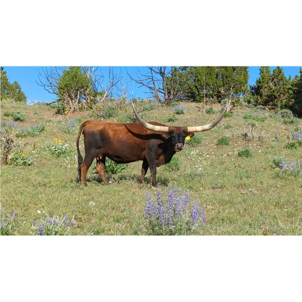 Renes Petunia EOT 525