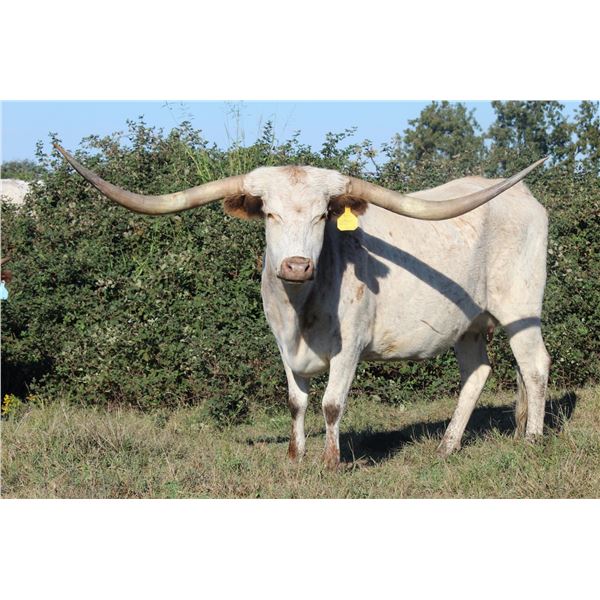 MML 50’s SOUTHERN BELLE