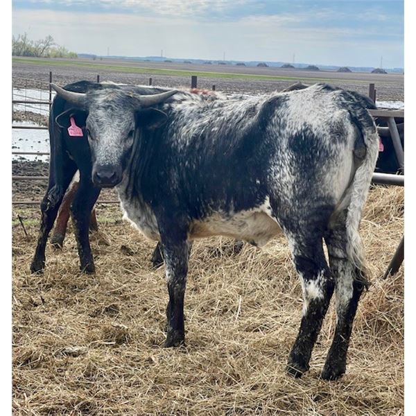 Once In A Blue Moon 321