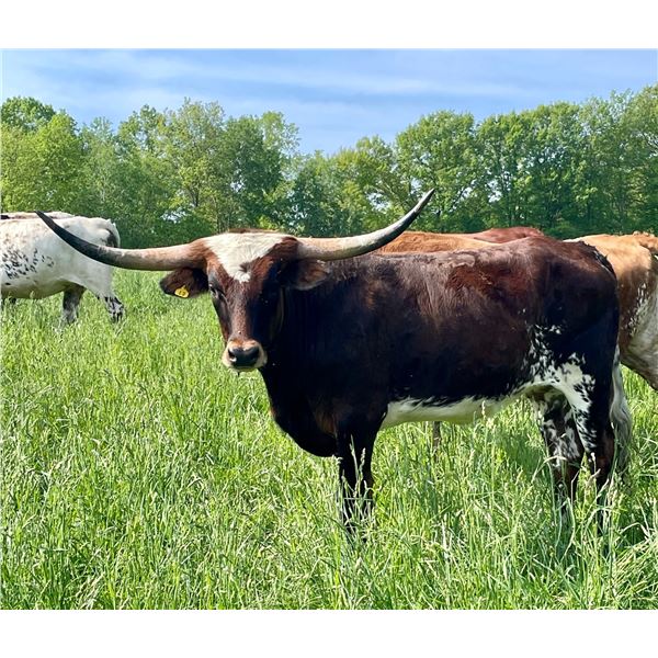 Hubbells Princess Girl