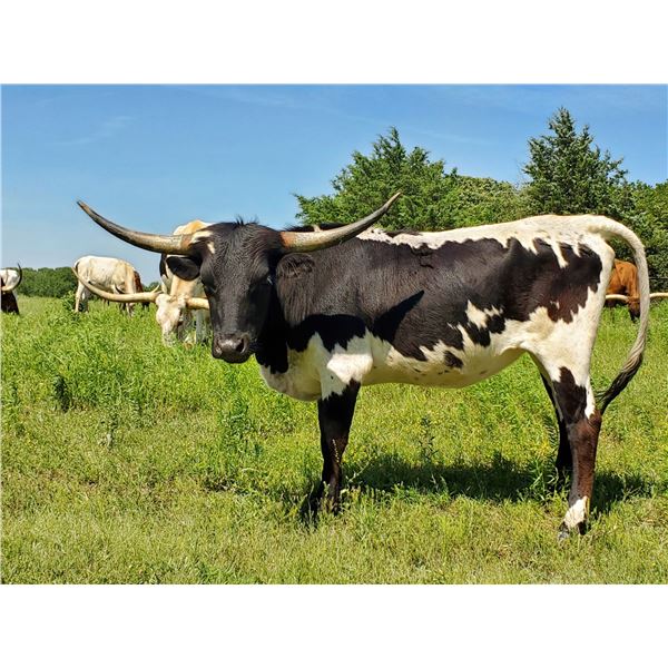 Fried Pie Cowgirl CPL