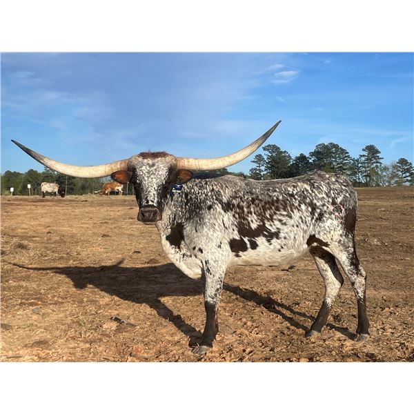 Scratch - HR LUCKY PATRIOT