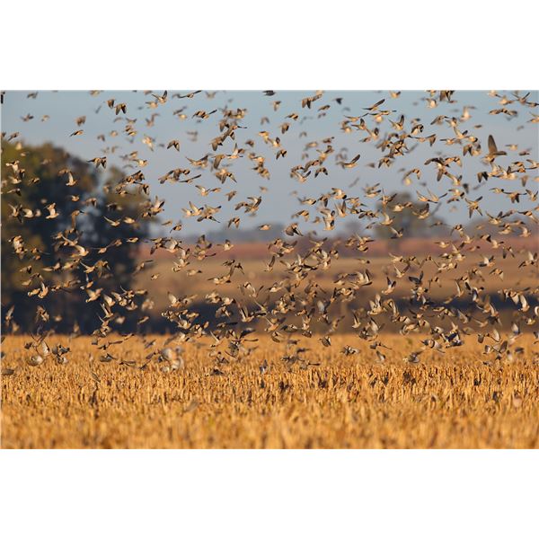 David Denies Argentina Dove Hunt 4 People