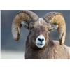 Image 4 : 2025 ALBERTA BIGHORN SHEEP HUNT RAFFLE AND SITKA SHEEP HUNTING PACKAGE