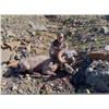 Image 8 : 2025 ALBERTA BIGHORN SHEEP HUNT RAFFLE AND SITKA SHEEP HUNTING PACKAGE