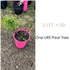 Image 1 : Lot:  36