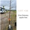 Image 1 : Lot:  38