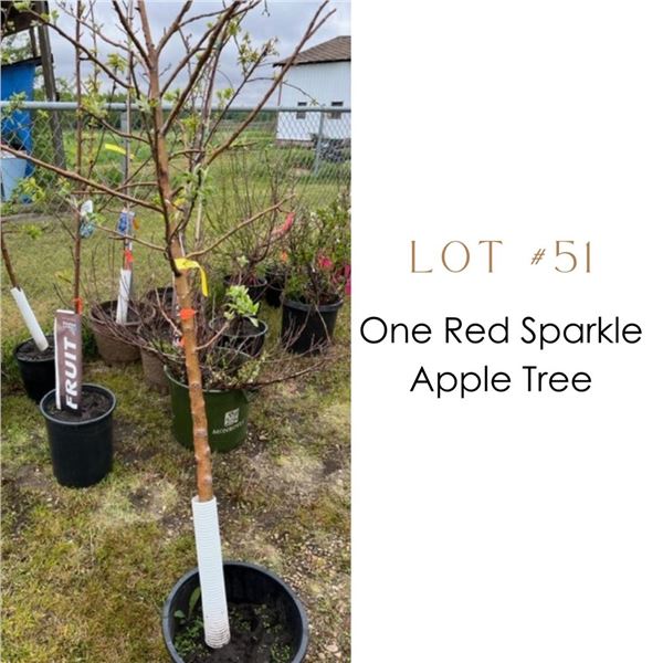 Lot:  51