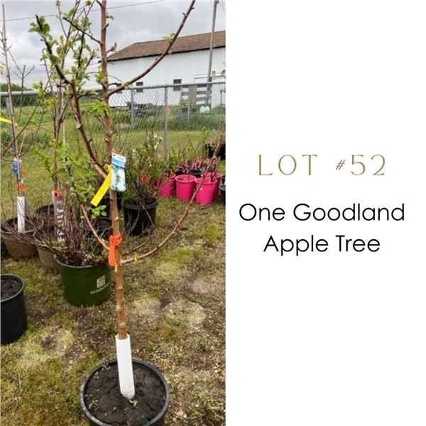Lot:  52