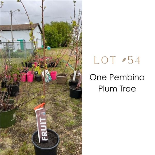 Lot:  54
