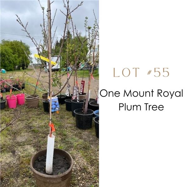 Lot:  55