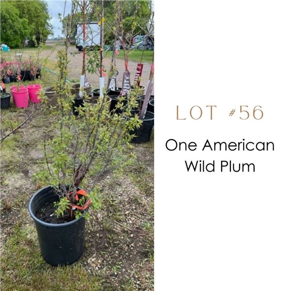 Lot:  56