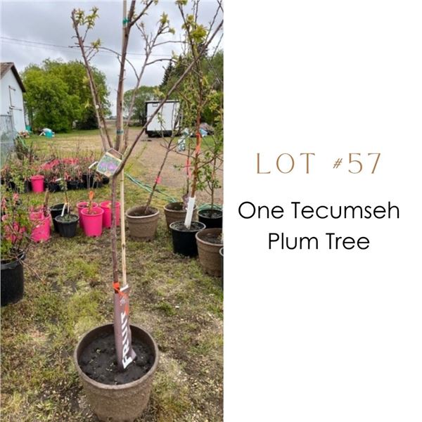 Lot:  57