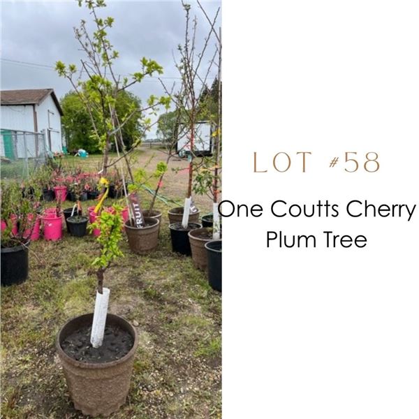 Lot:  58