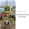 Image 1 : Lot:  58