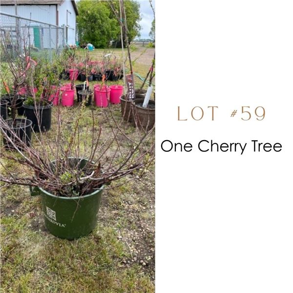 Lot:  59
