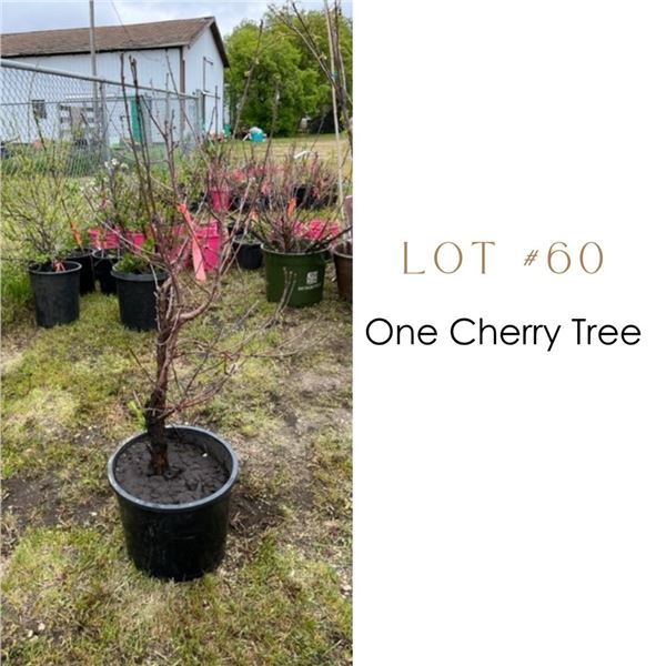 Lot:  60