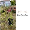 Image 1 : Lot:  62