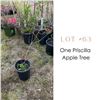 Image 1 : Lot:  63